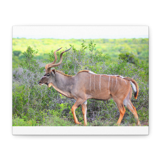 Africa Kudu Bull - Canvas Print