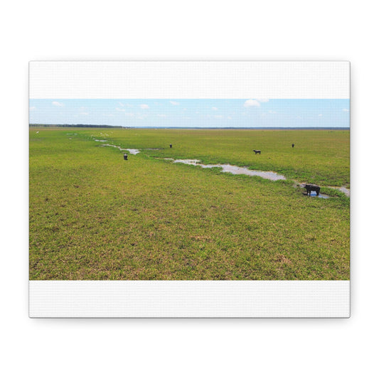 Asiatic Water Buffalo Australian Outback - Canvas Print