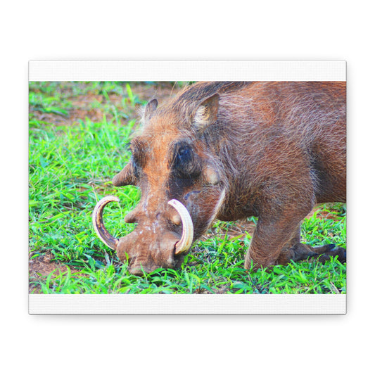 African Warthog Eating - Canvas Print
