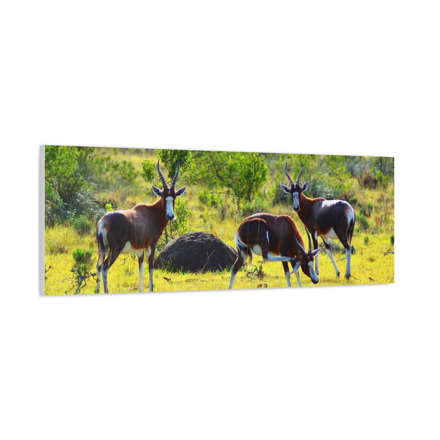 Blesbok in Africa - Canvas Print