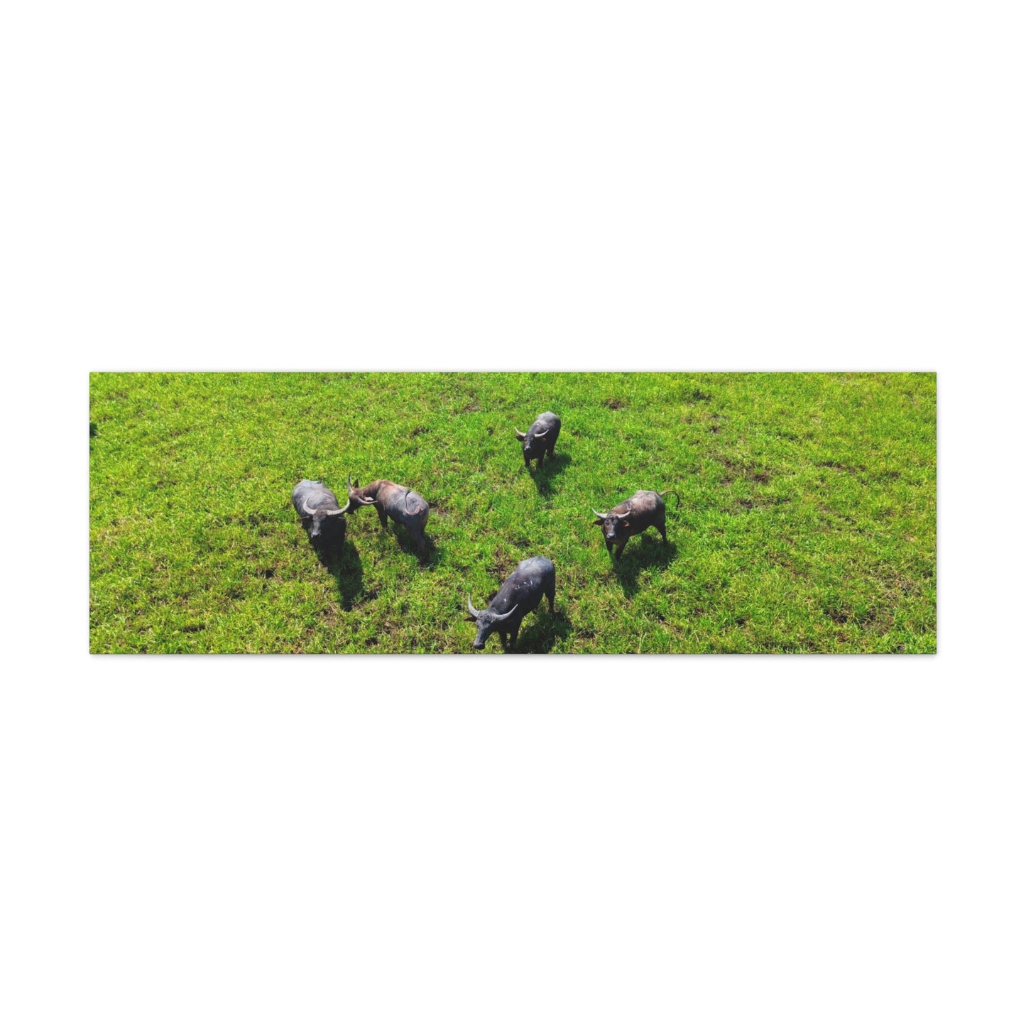 Australia Water Buffalo - Canvas Print