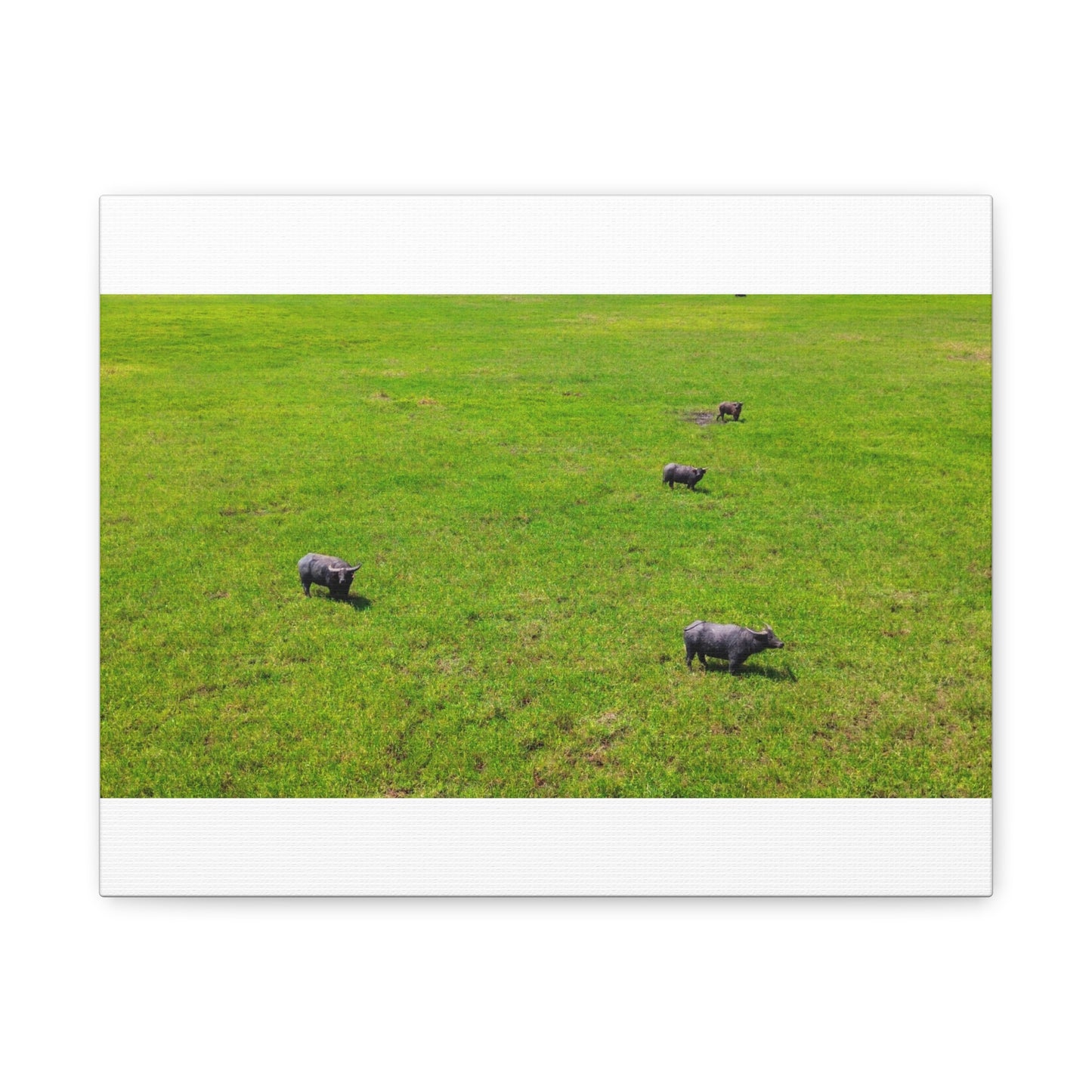 Asiatic Water Buffalo - Canvas Print