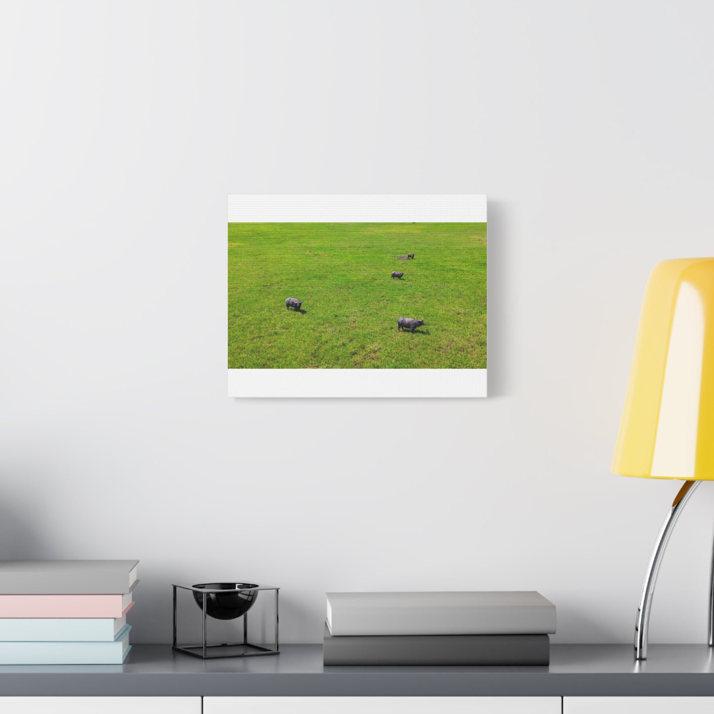 Asiatic Water Buffalo - Canvas Print