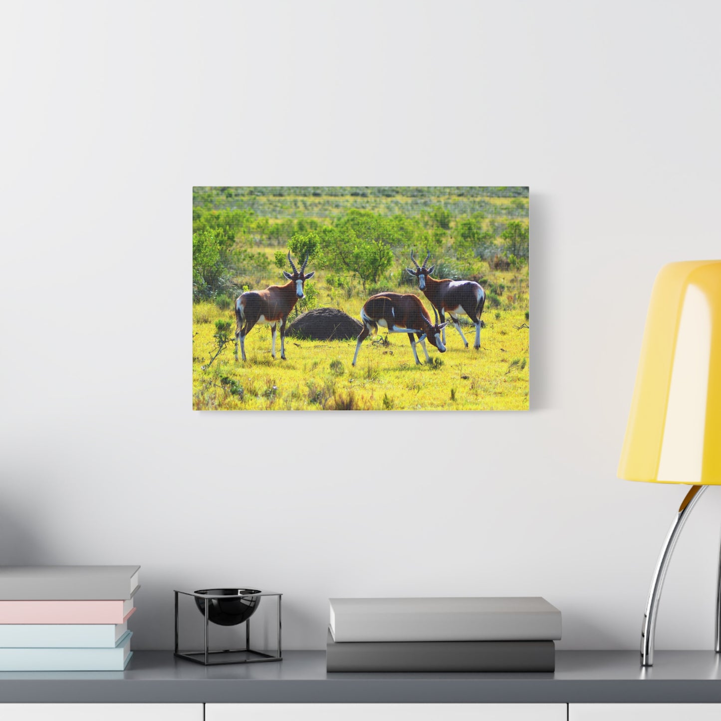 Blesbok in Africa - Canvas Print
