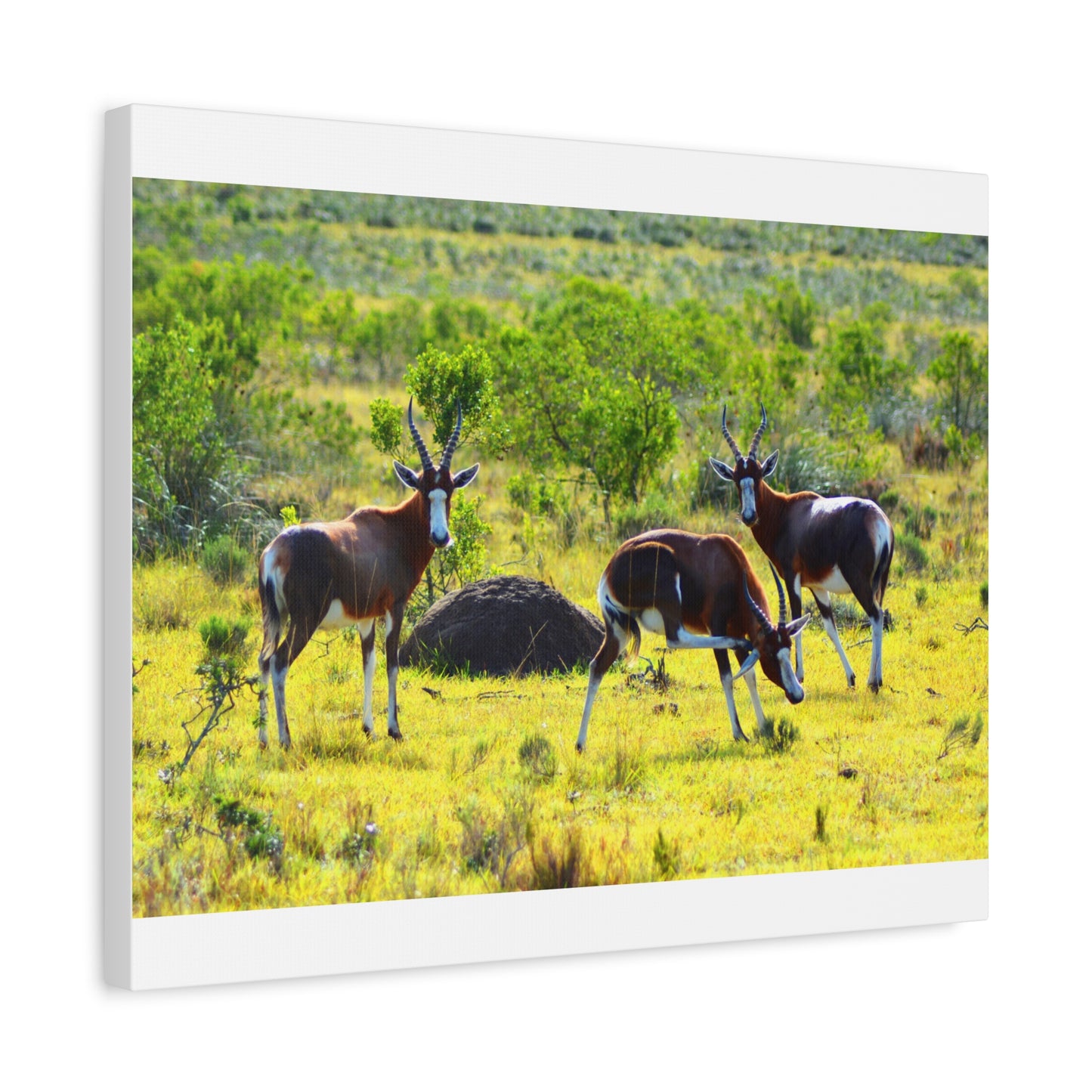 Blesbok in Africa - Canvas Print