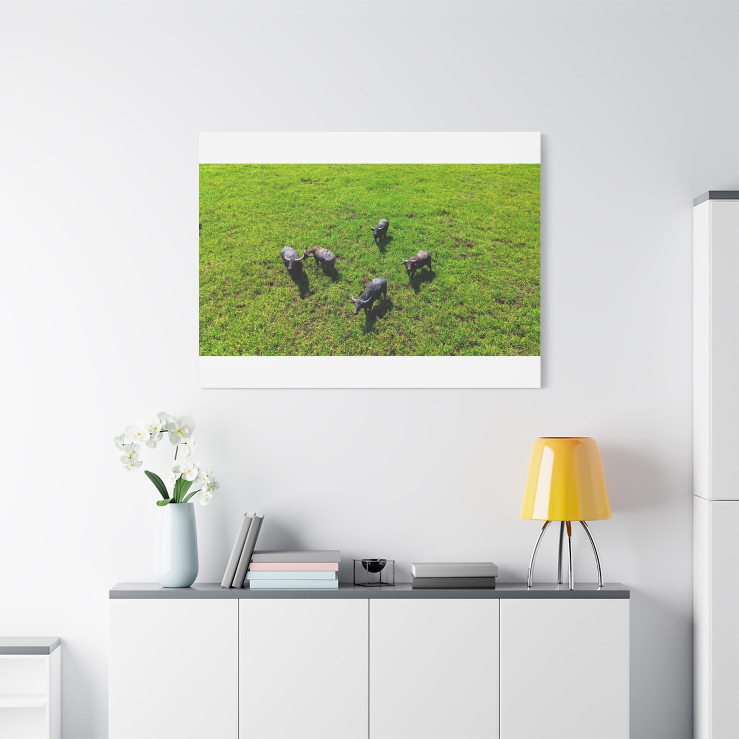 Australia Water Buffalo - Canvas Print