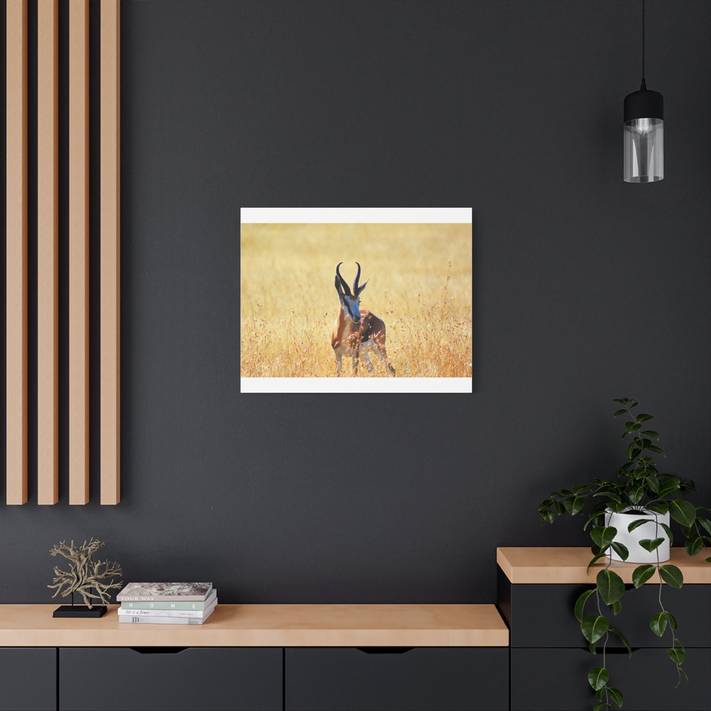 Africa Springbok