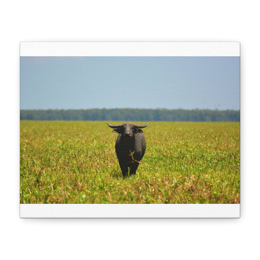 Asiatic Water Buffalo Australian Outback - Canvas Print