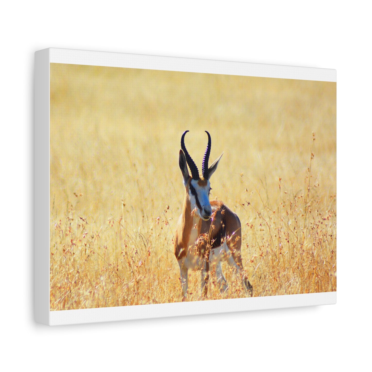 Africa Springbok