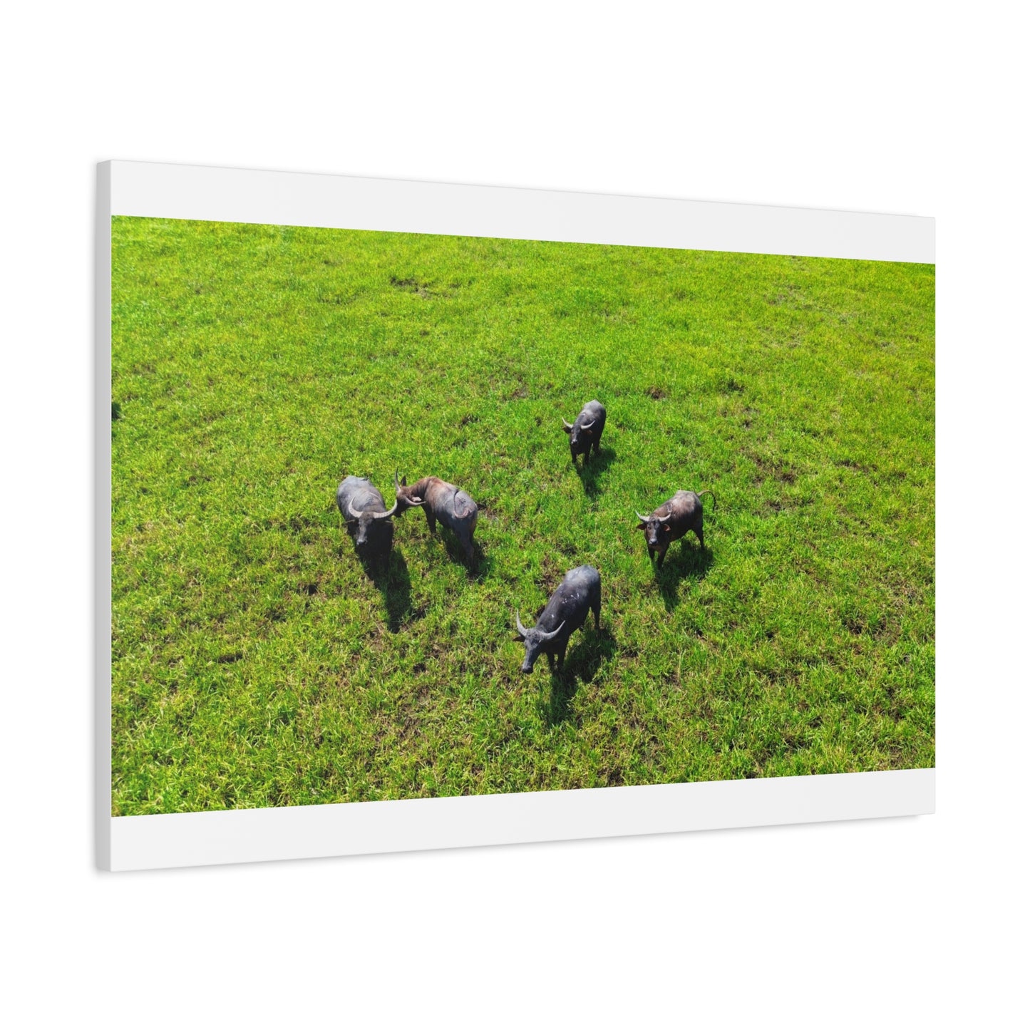 Australia Water Buffalo - Canvas Print