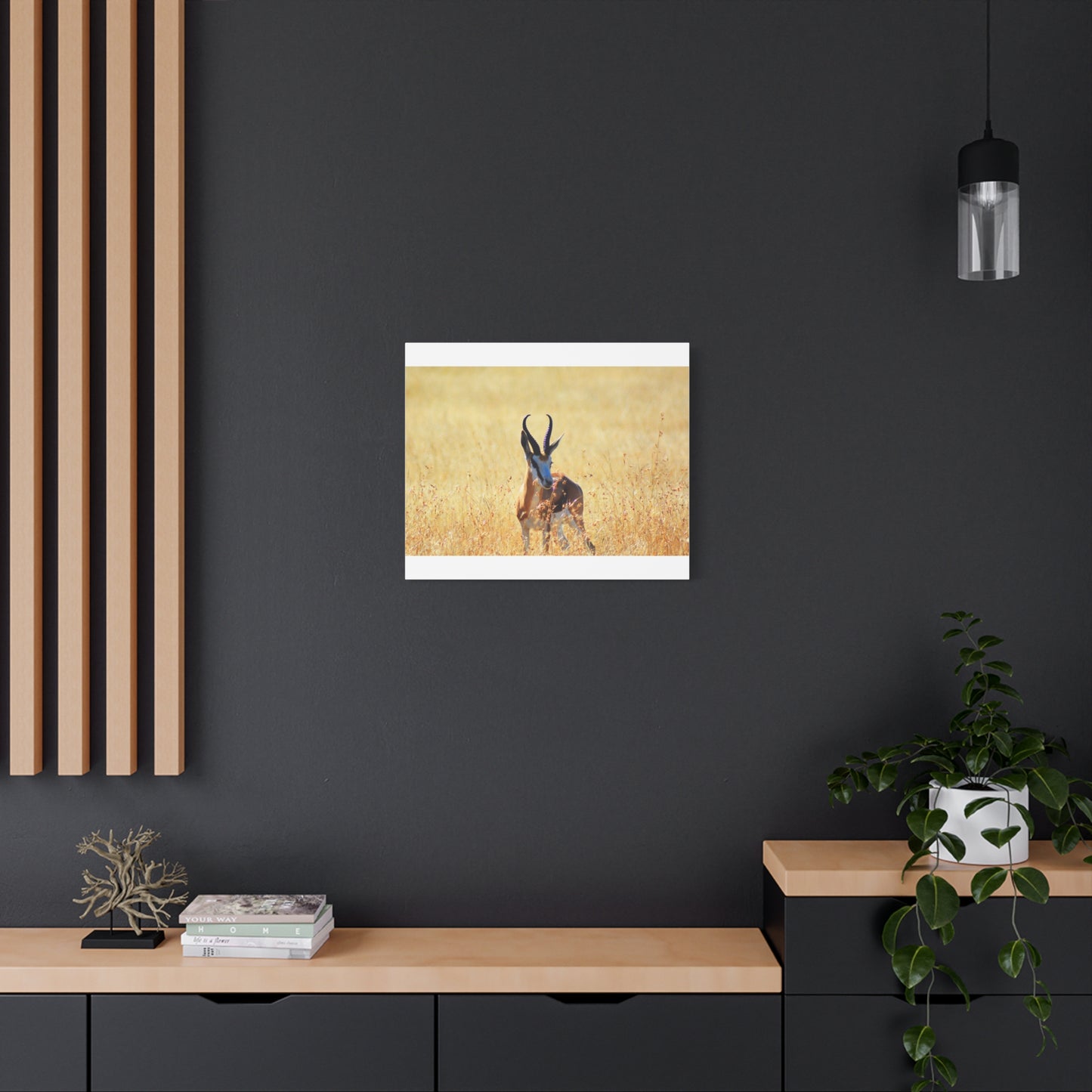 Africa Springbok