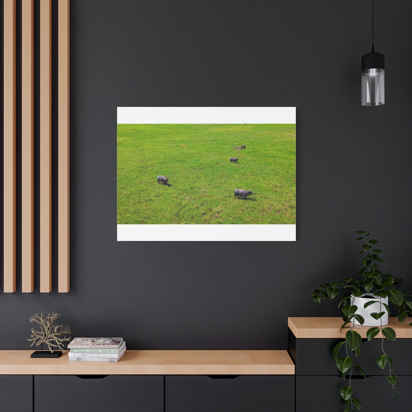 Asiatic Water Buffalo - Canvas Print