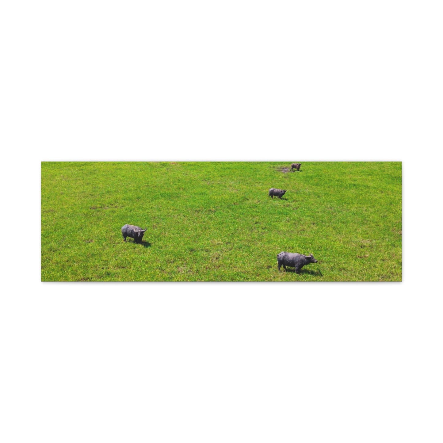 Asiatic Water Buffalo - Canvas Print