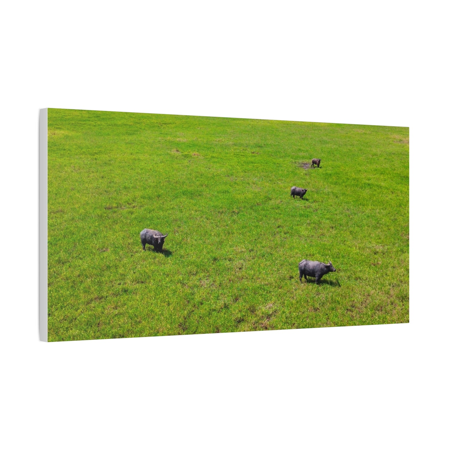 Asiatic Water Buffalo - Canvas Print