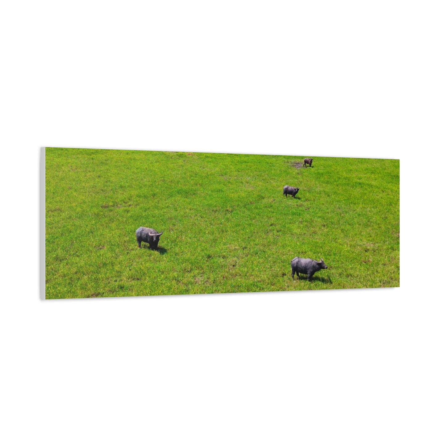 Asiatic Water Buffalo - Canvas Print