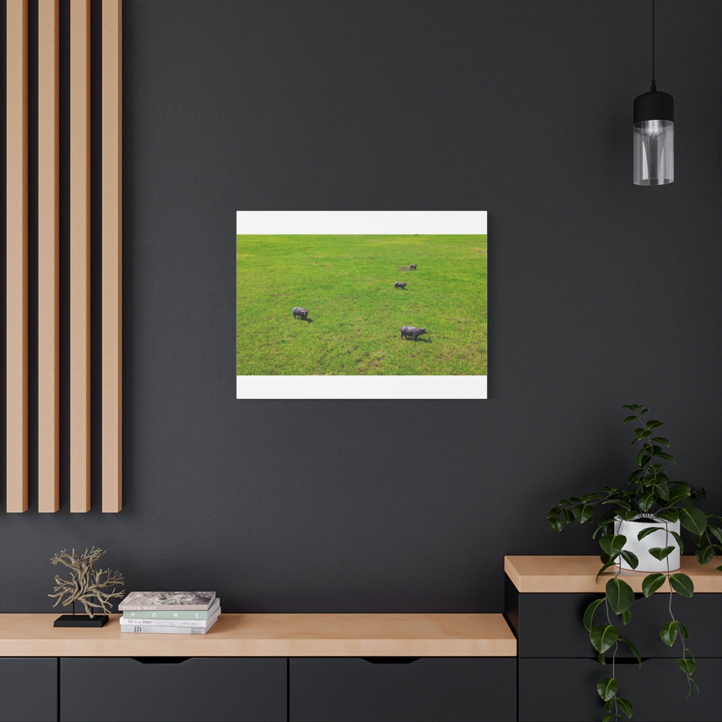 Asiatic Water Buffalo - Canvas Print