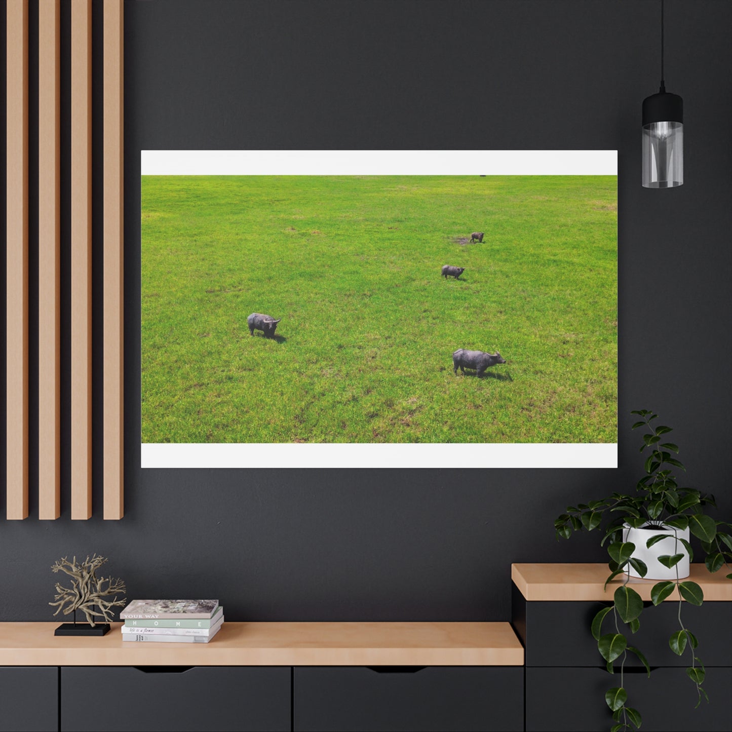 Asiatic Water Buffalo - Canvas Print