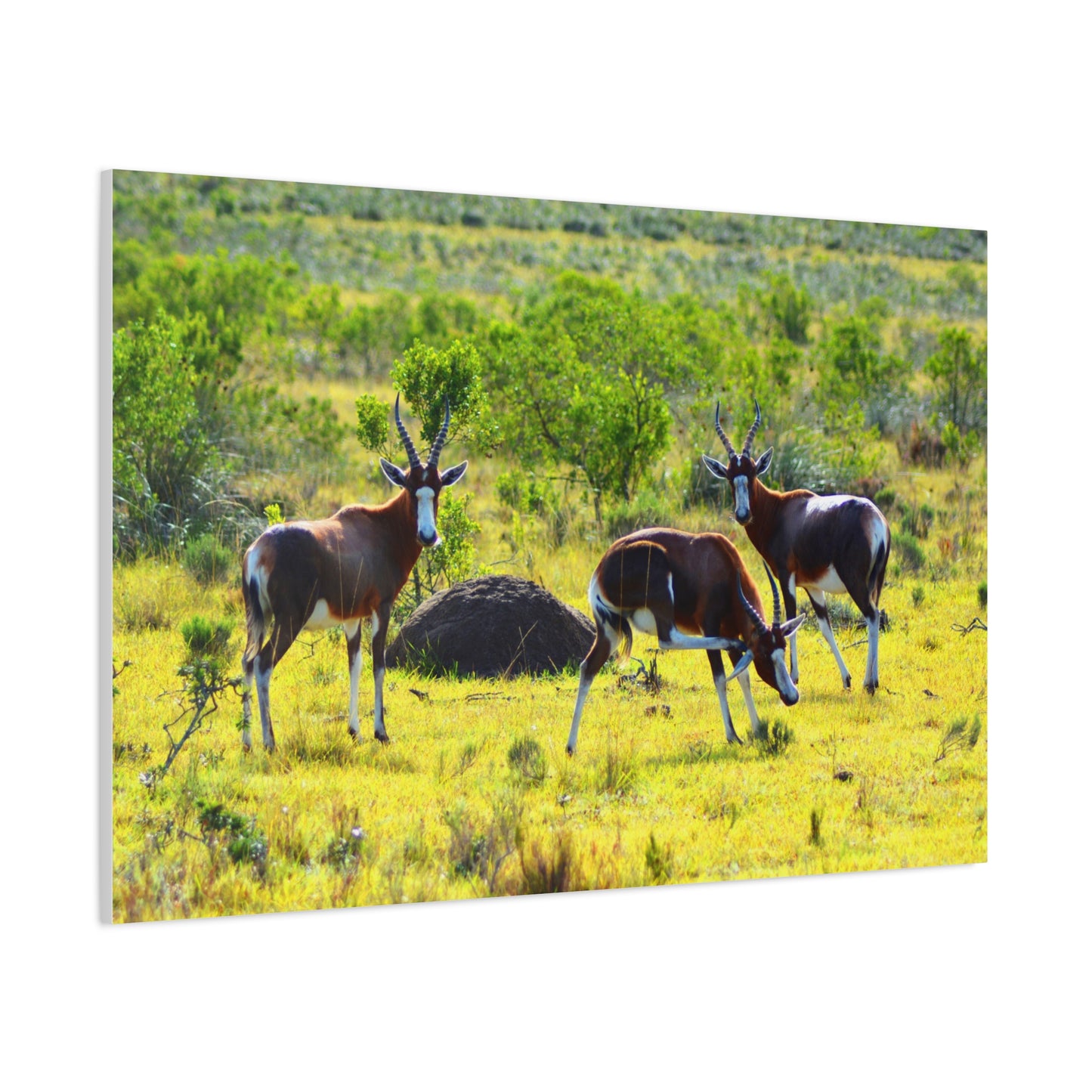 Blesbok in Africa - Canvas Print