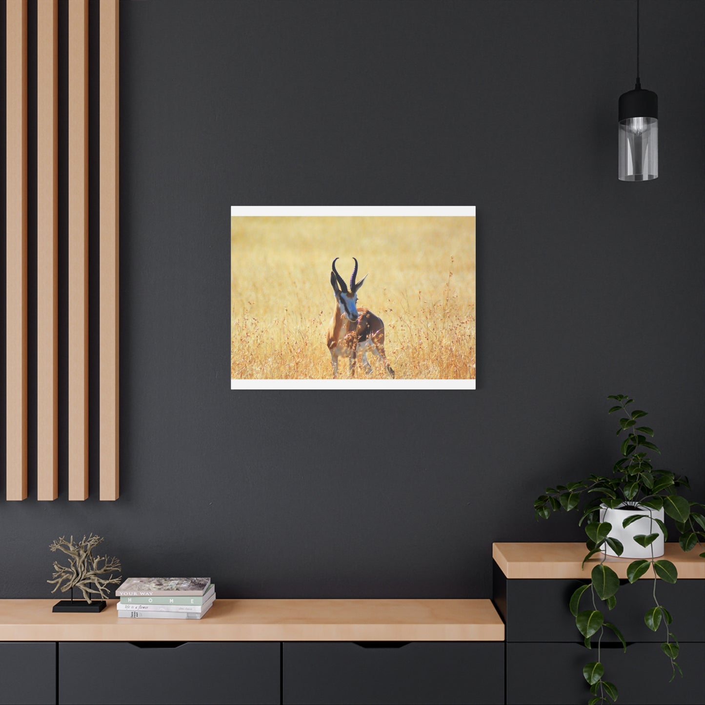 Africa Springbok