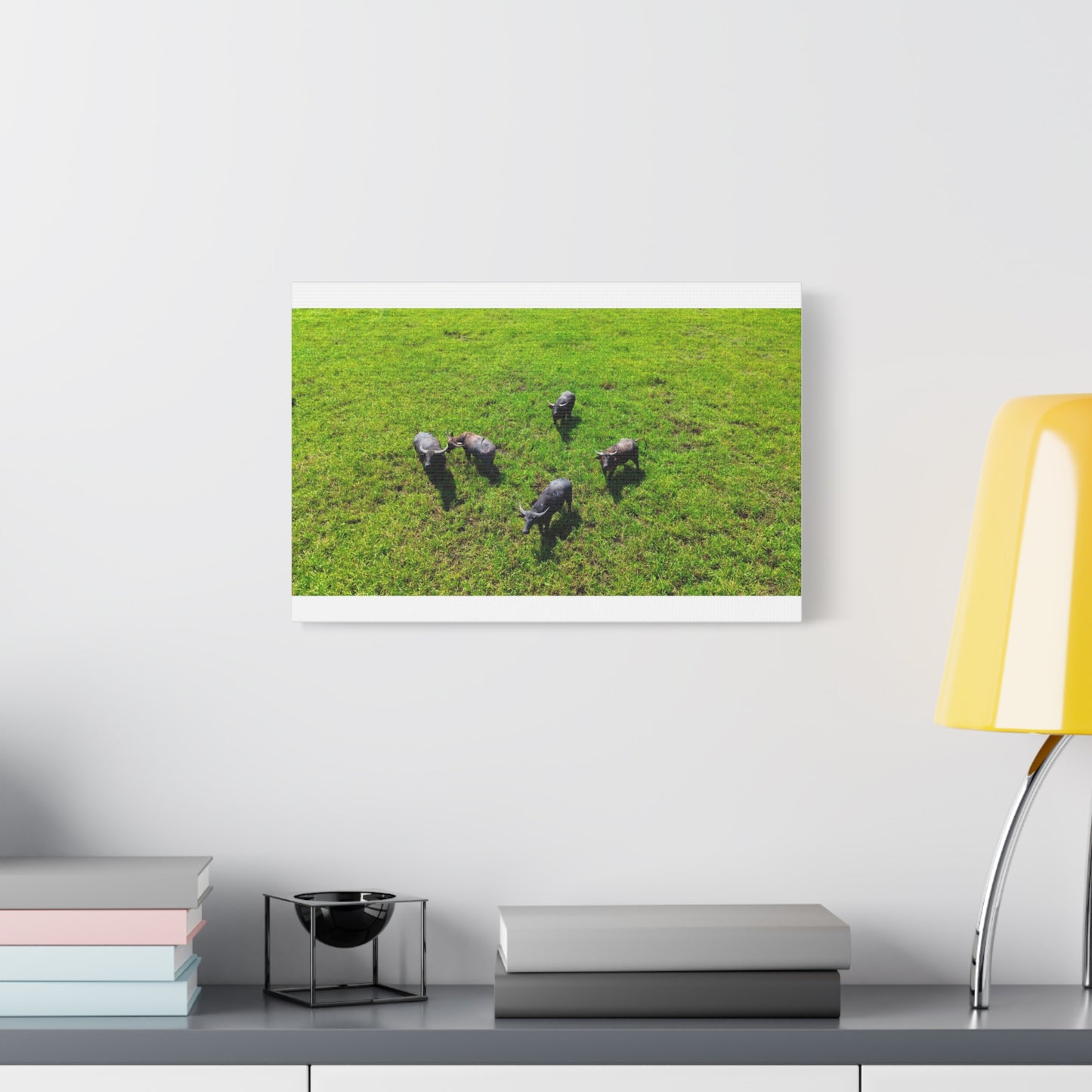 Australia Water Buffalo - Canvas Print