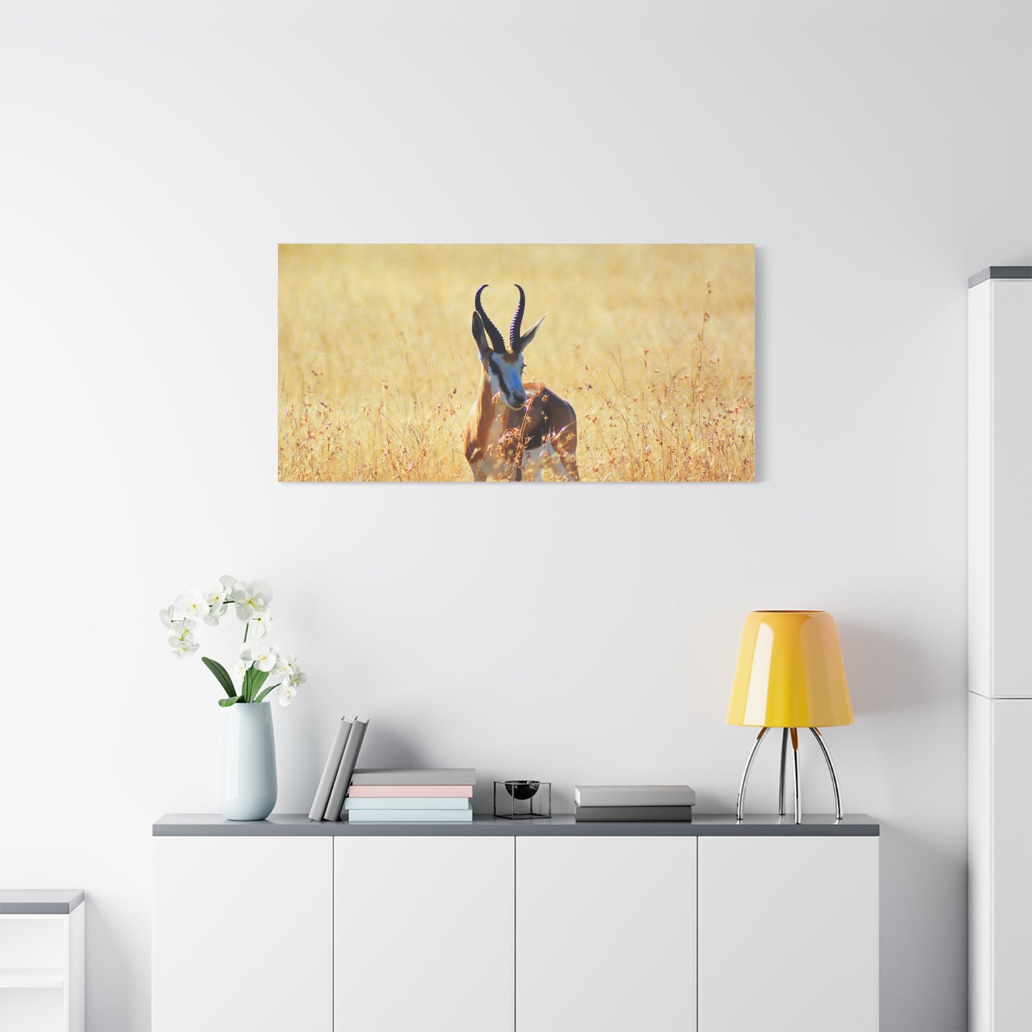 Africa Springbok