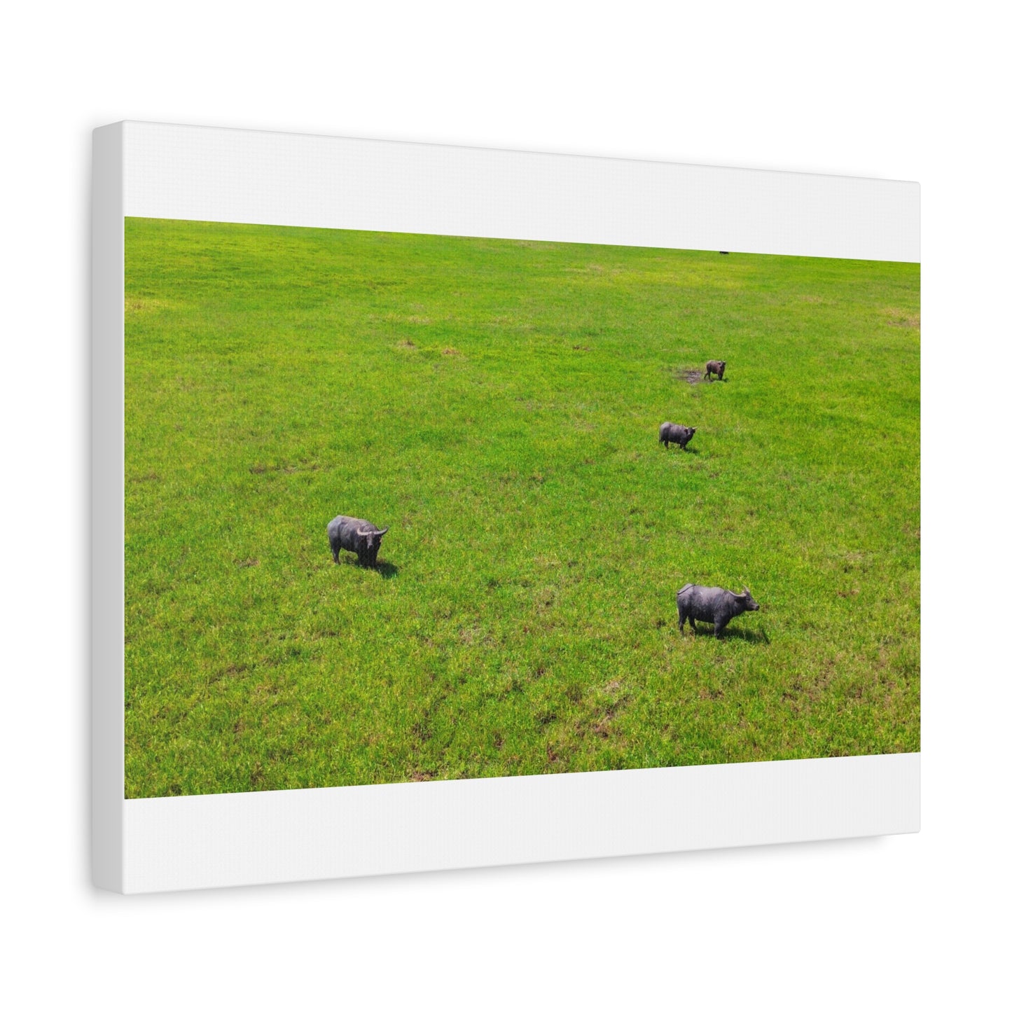 Asiatic Water Buffalo - Canvas Print