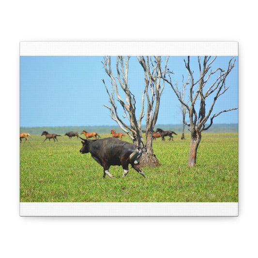 Australia Banteng - Canvas Print