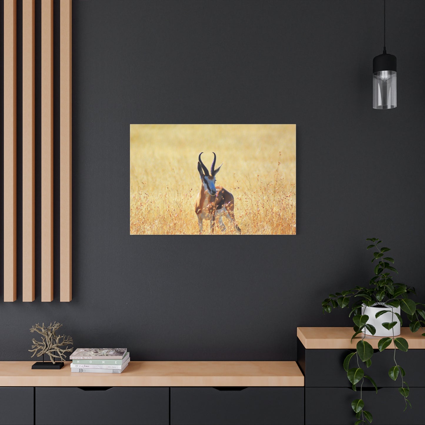 Africa Springbok