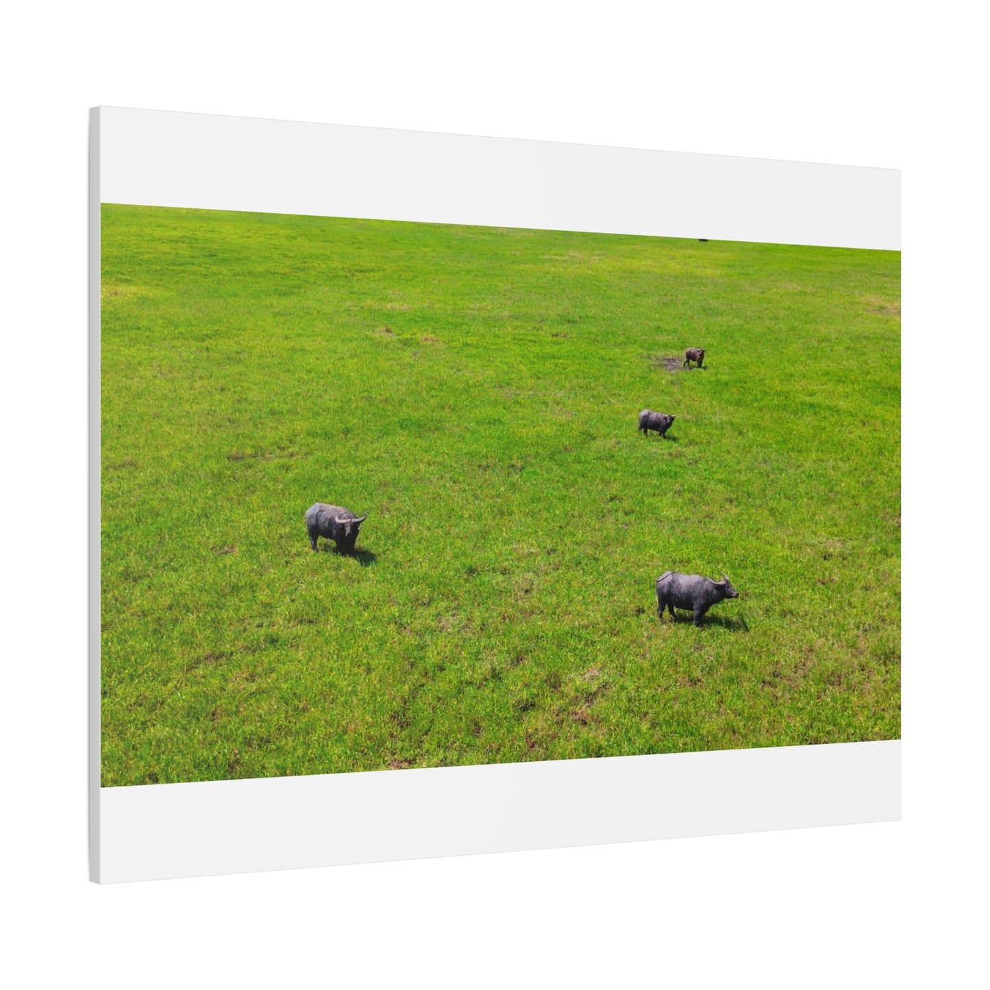 Asiatic Water Buffalo - Canvas Print