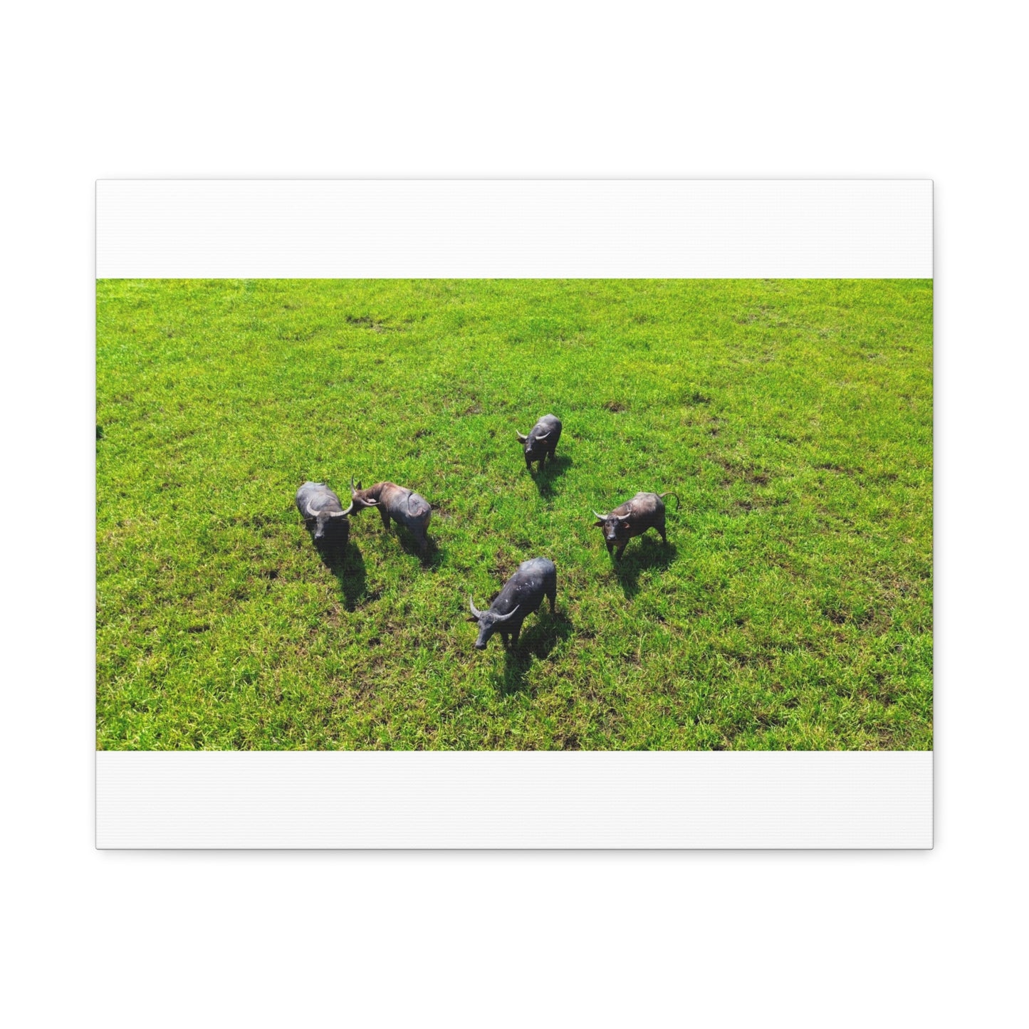 Australia Water Buffalo - Canvas Print