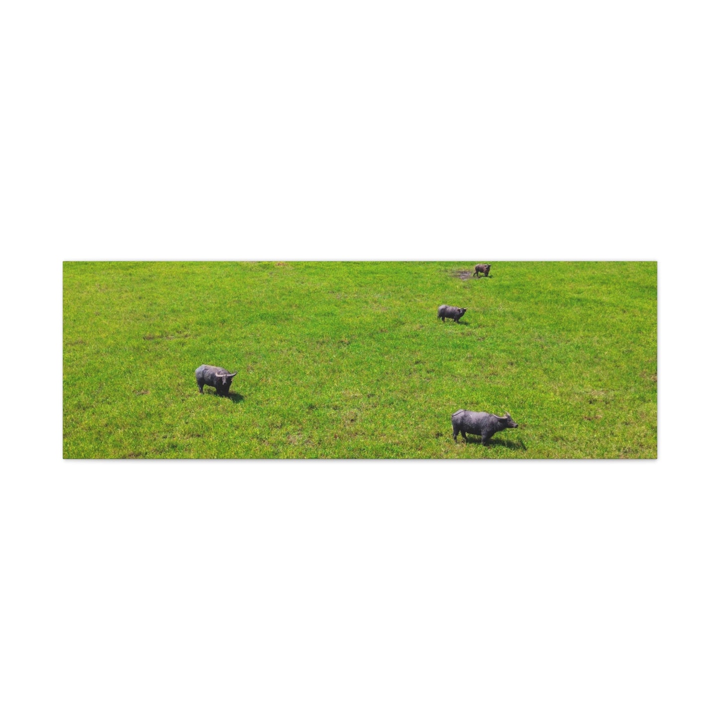 Asiatic Water Buffalo - Canvas Print