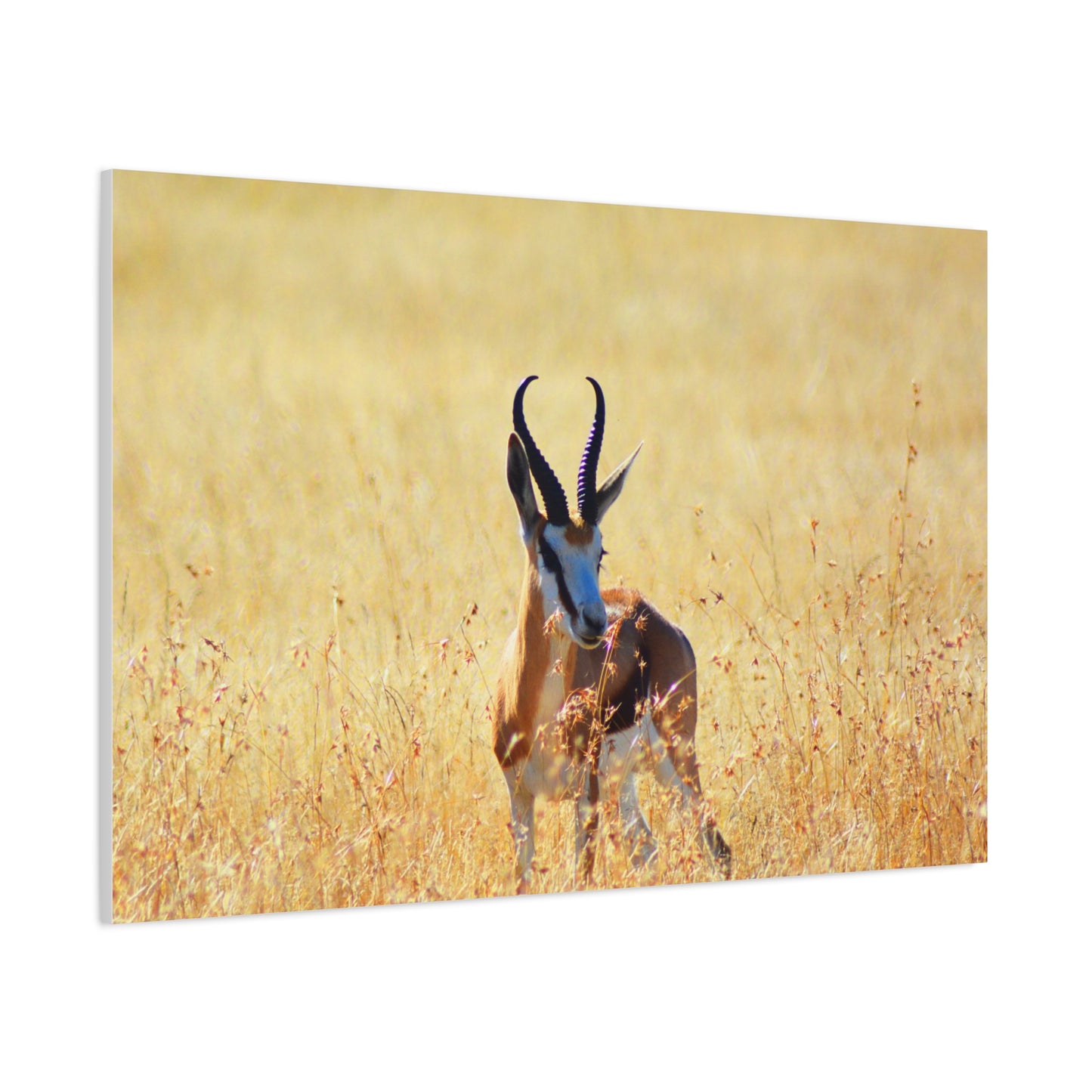 Africa Springbok