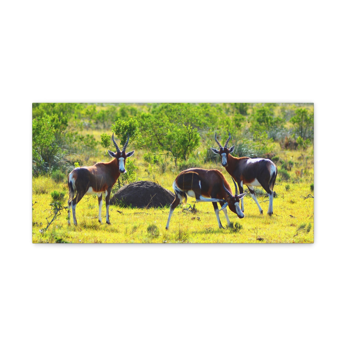 Blesbok in Africa - Canvas Print
