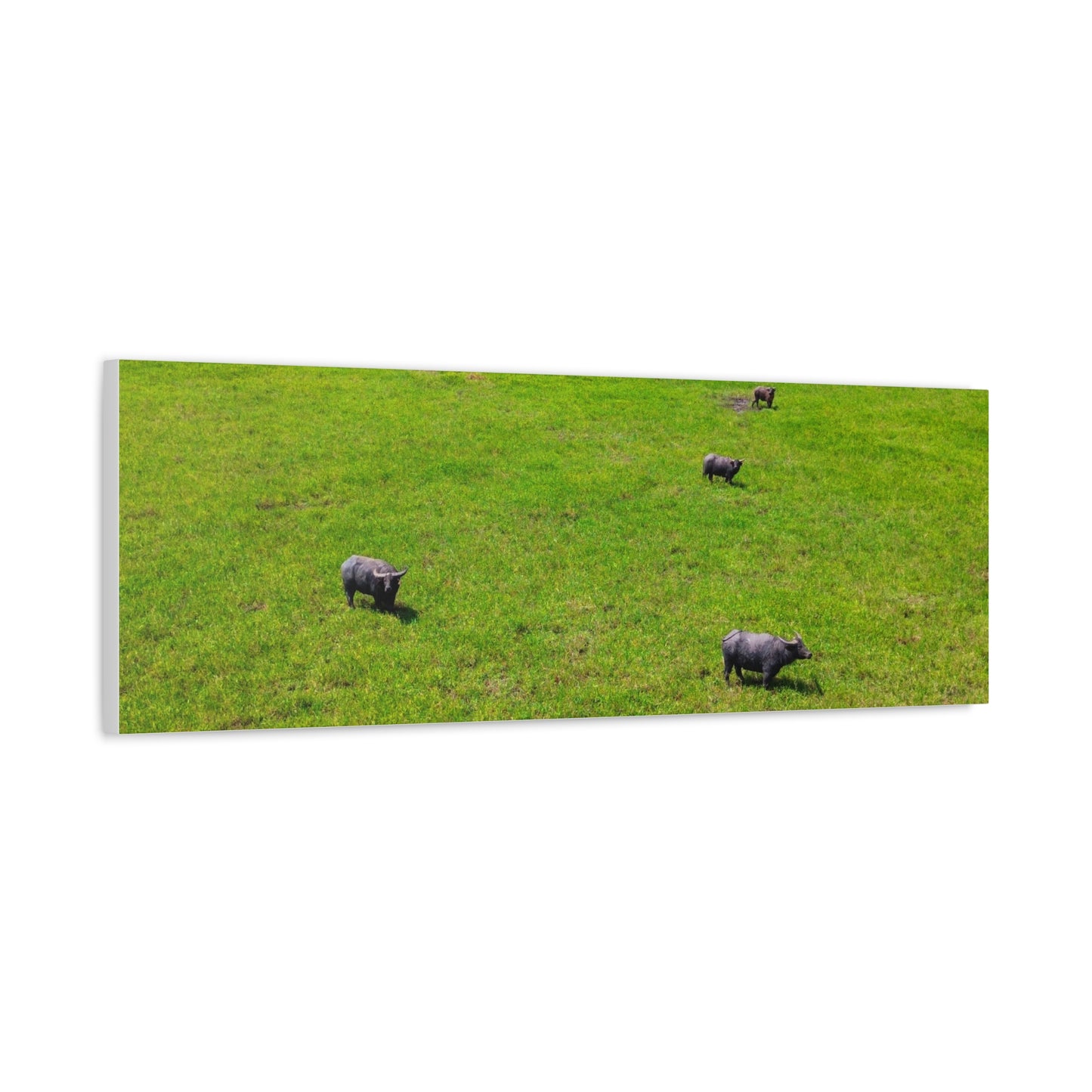 Asiatic Water Buffalo - Canvas Print