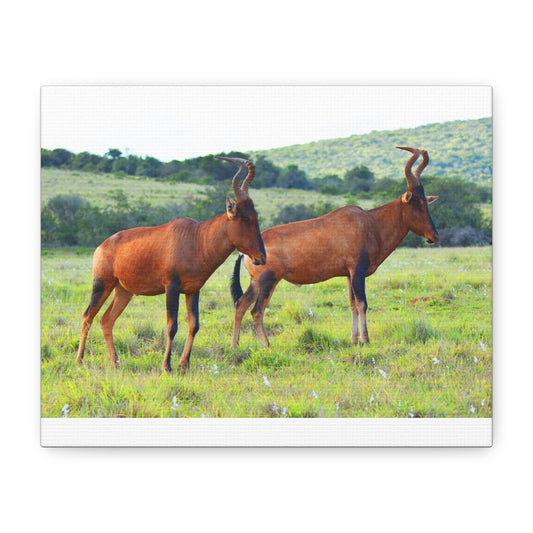 African Red Hartebeest - Canvas Print