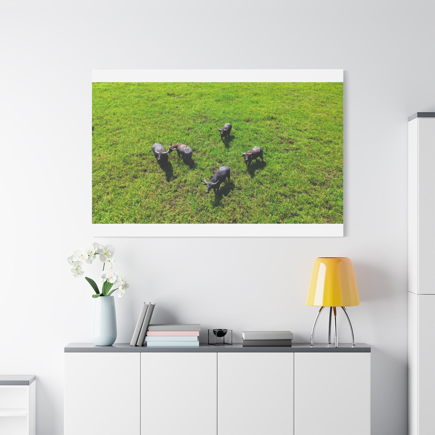Australia Water Buffalo - Canvas Print