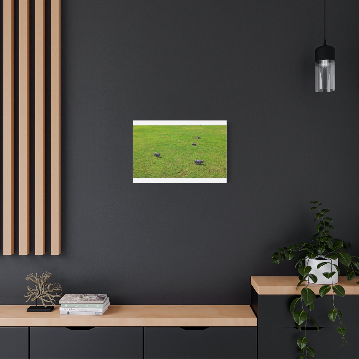 Asiatic Water Buffalo - Canvas Print
