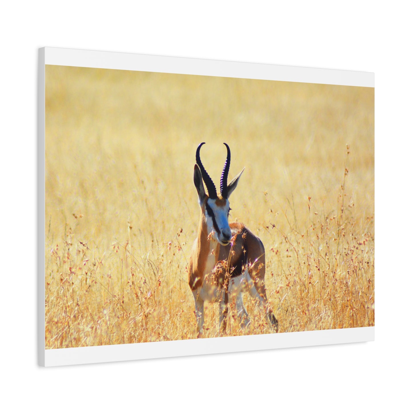 Africa Springbok