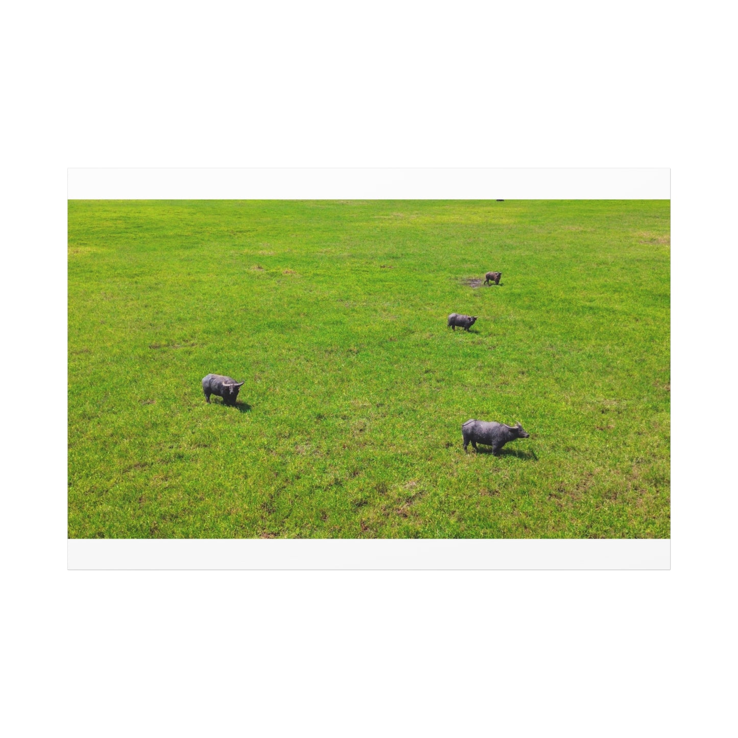 Asiatic Water Buffalo - Canvas Print