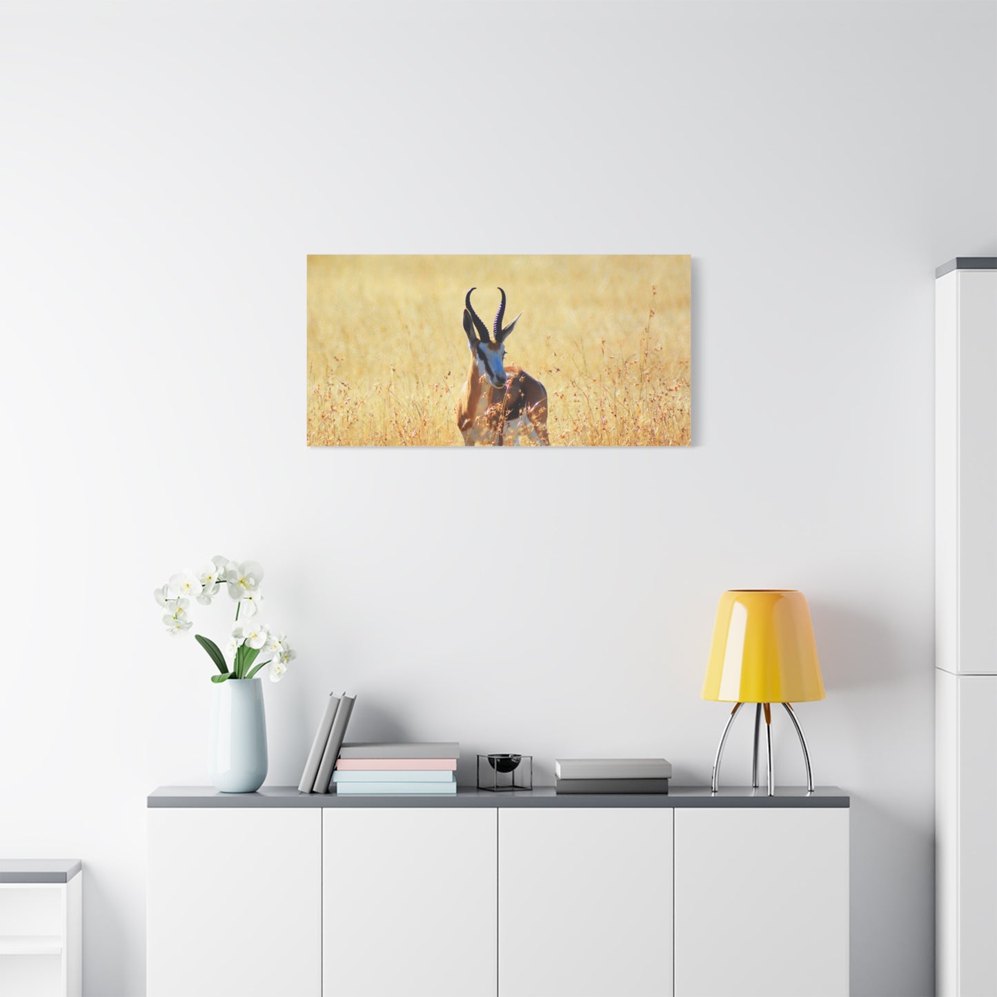 Africa Springbok