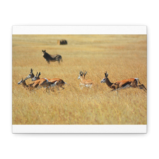 Springbok Herd in African Savannah