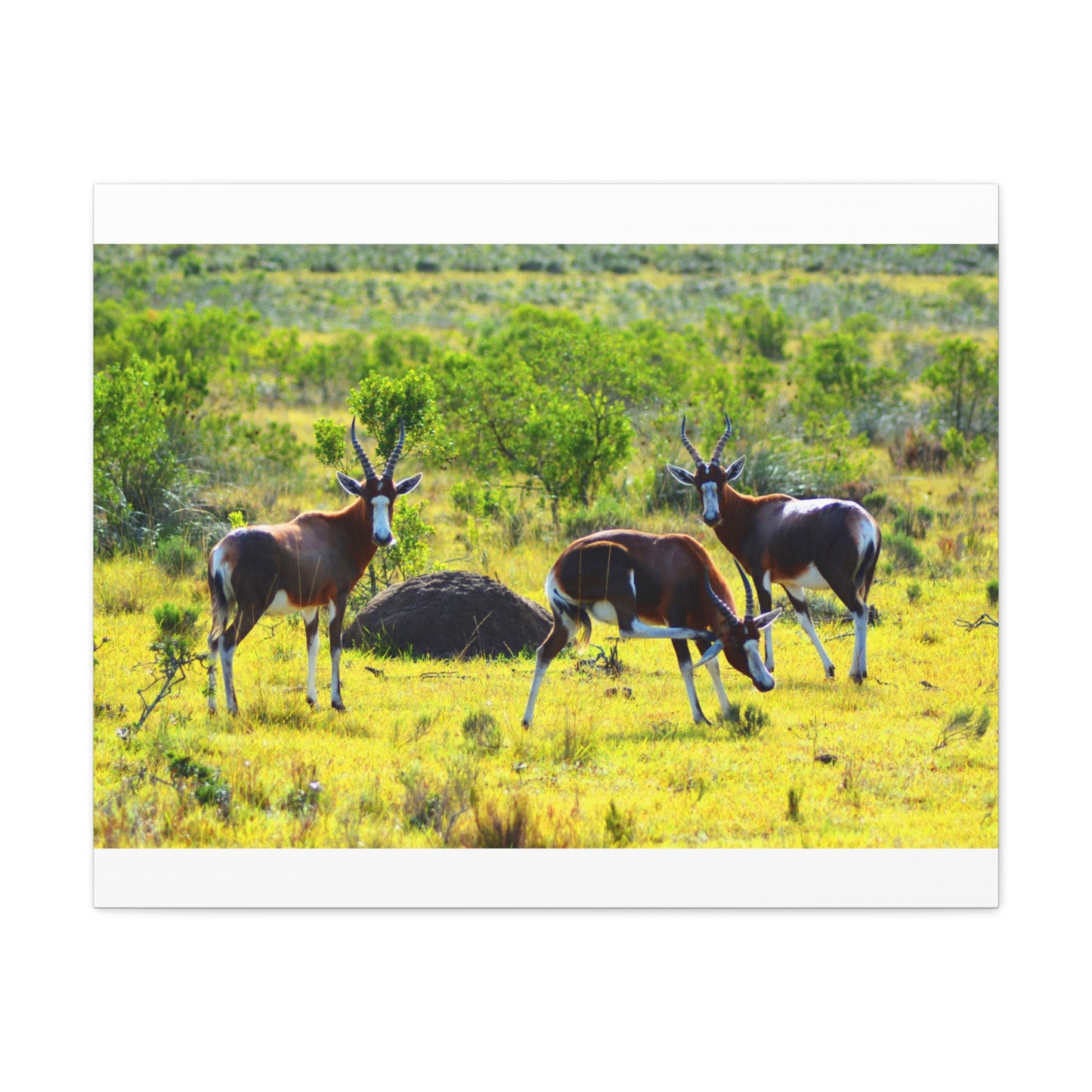 Blesbok in Africa - Canvas Print