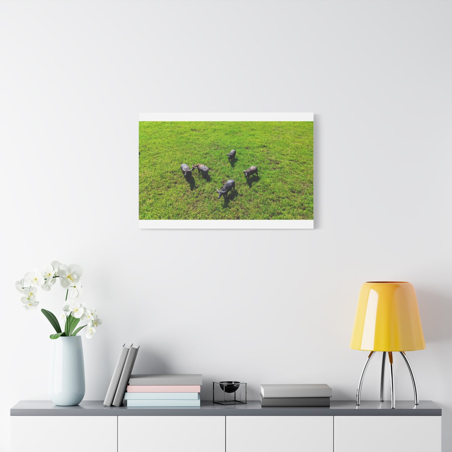 Australia Water Buffalo - Canvas Print