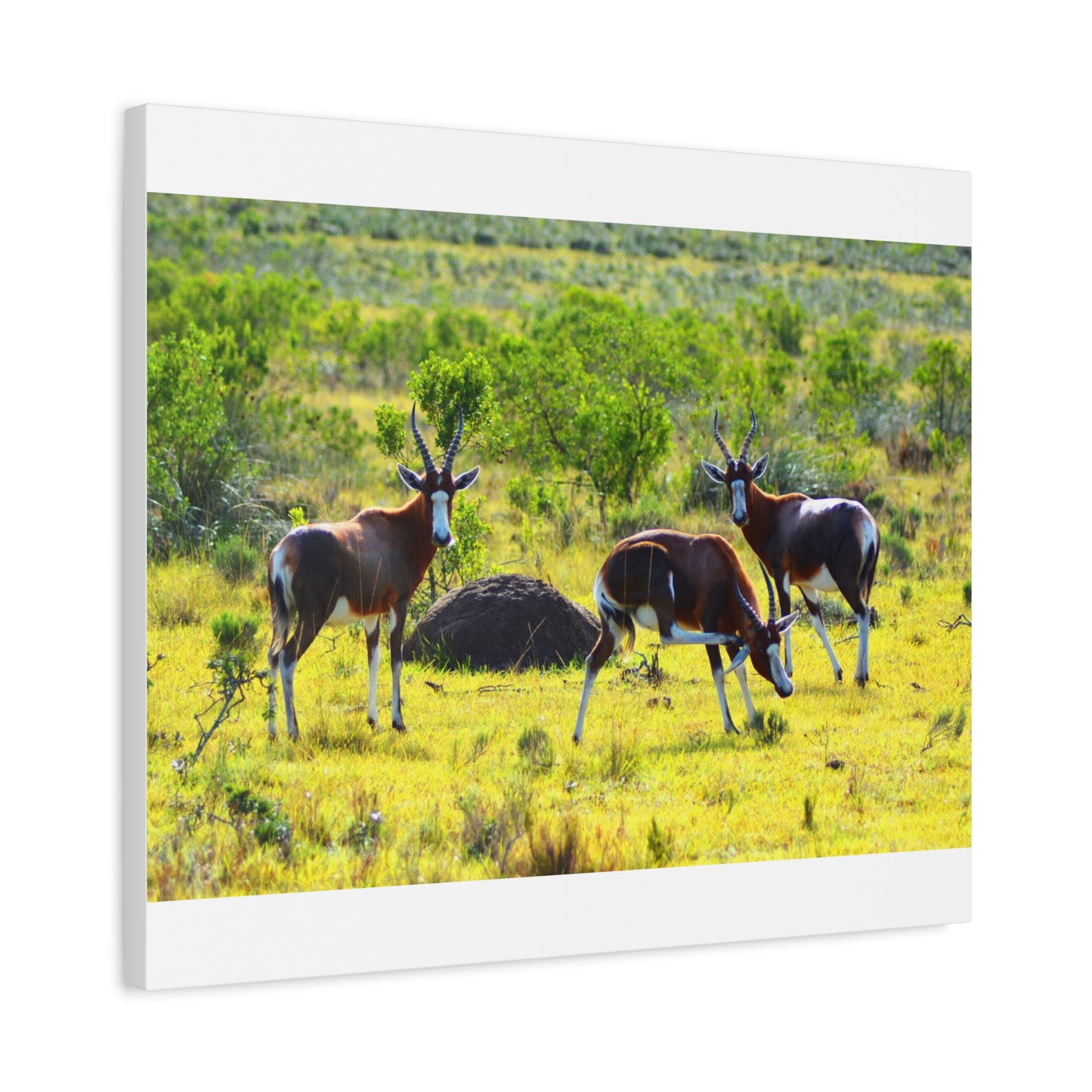 Blesbok in Africa - Canvas Print