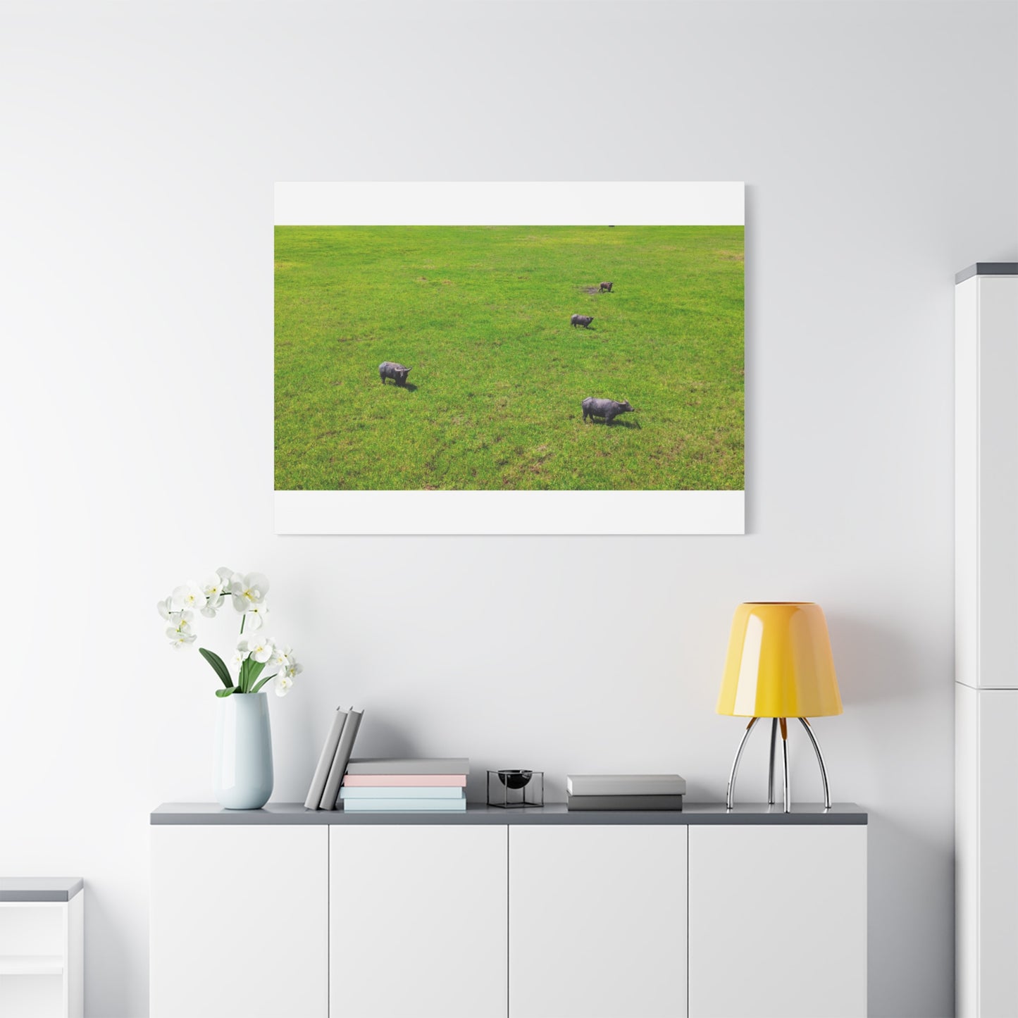 Asiatic Water Buffalo - Canvas Print