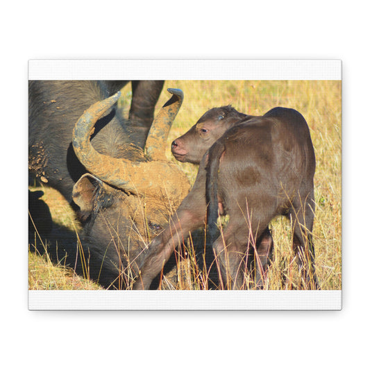 Cape Buffalo Tends to Calf