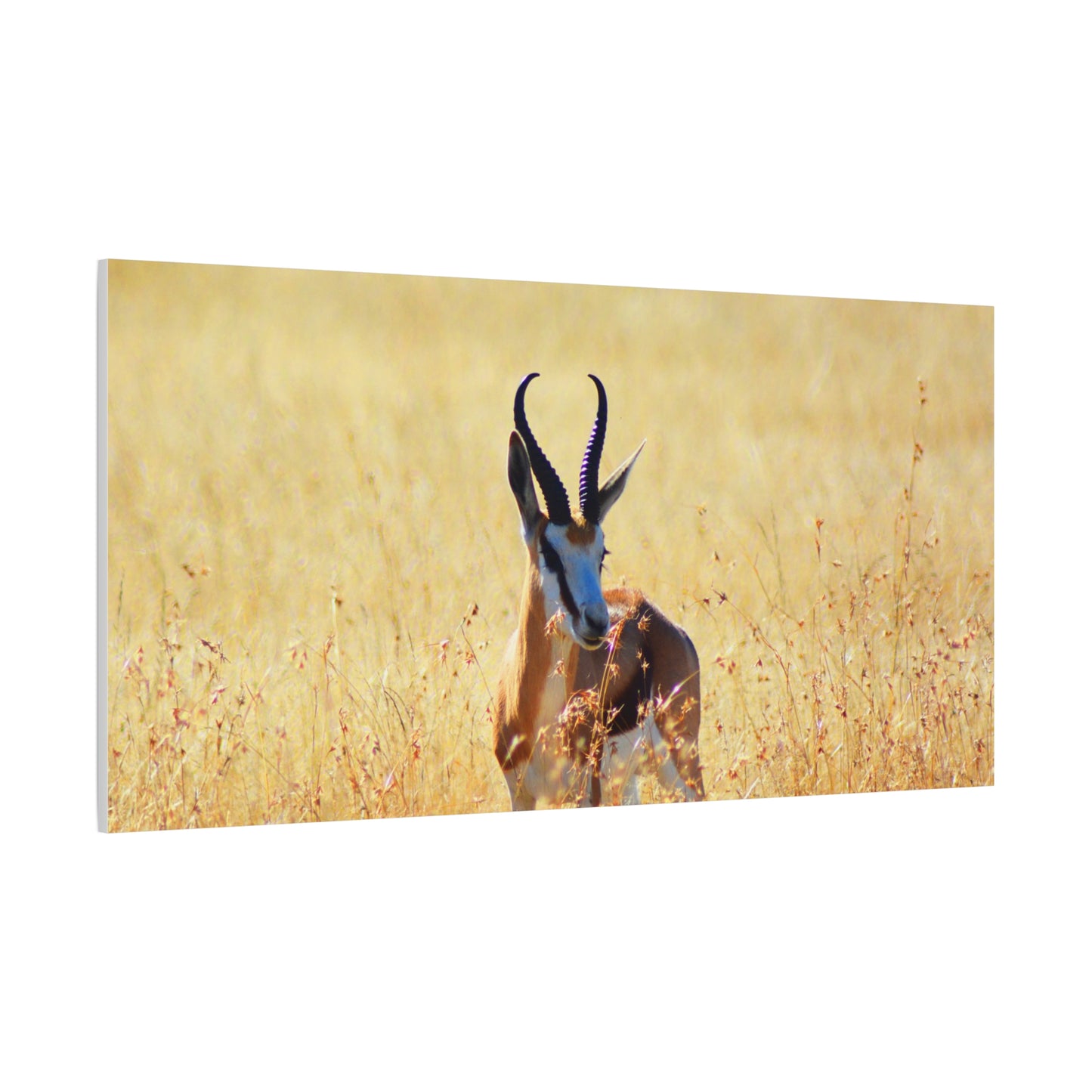 Africa Springbok