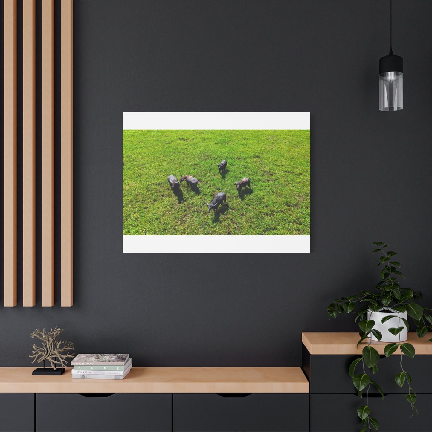 Australia Water Buffalo - Canvas Print