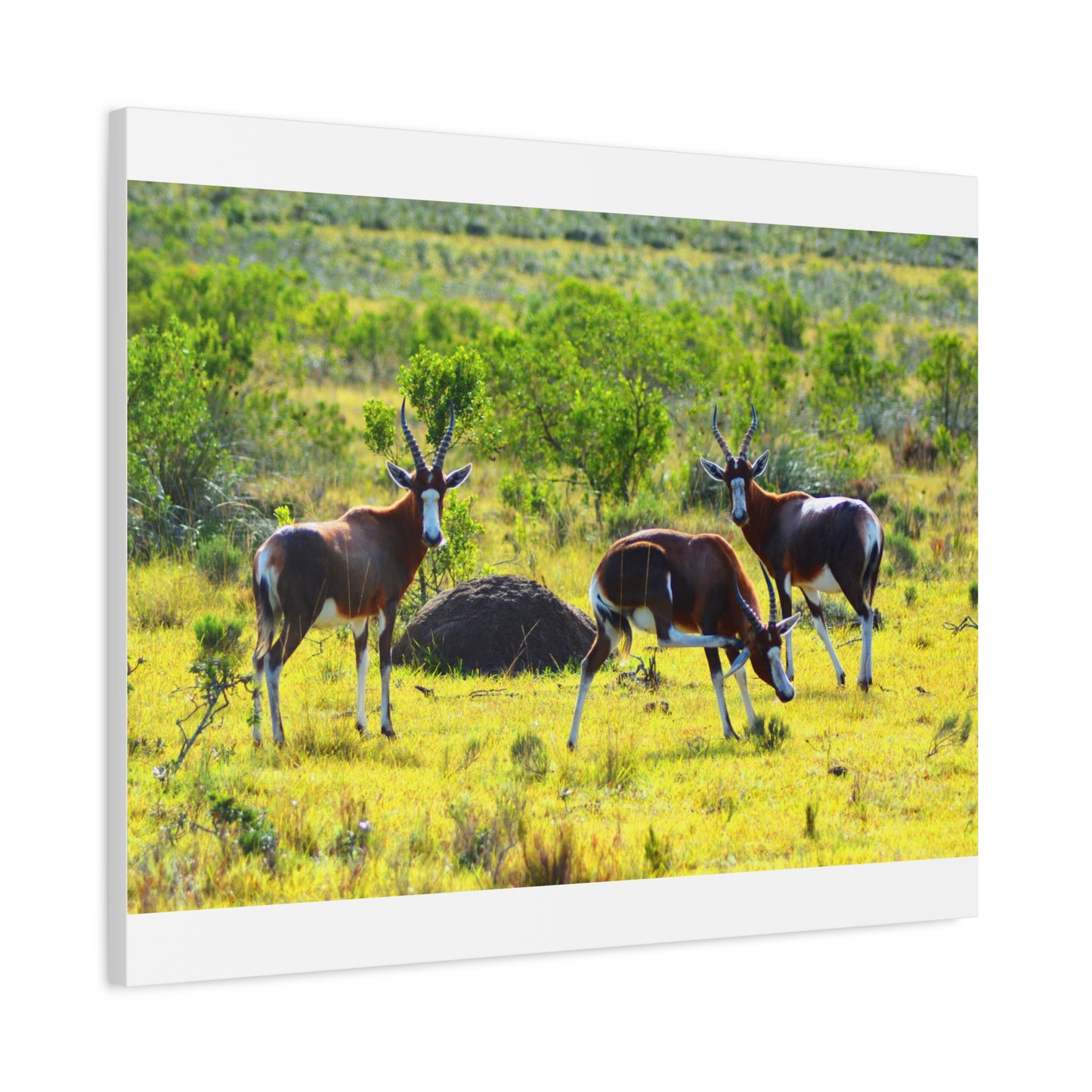 Blesbok in Africa - Canvas Print