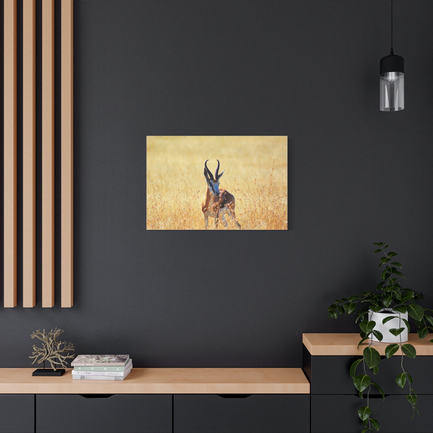 Africa Springbok